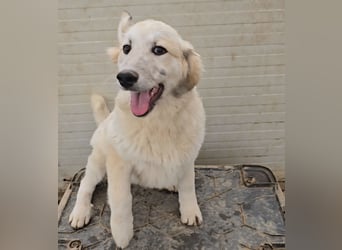 Tancredi: mit ihm wird die Welt ein wenig bunter