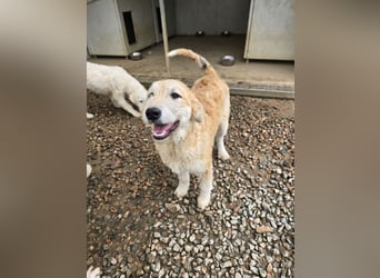 Tito: Traumhund ohne Wenn und Aber