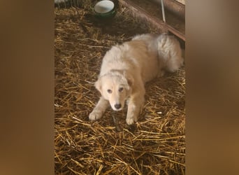 Girella: Schönheit und Reinrassigkeit nutzen ihr nichts