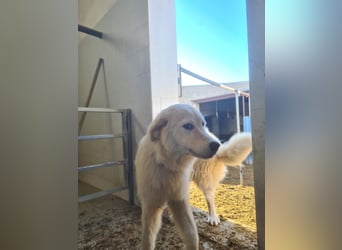 Girella: Schönheit und Reinrassigkeit nutzen ihr nichts