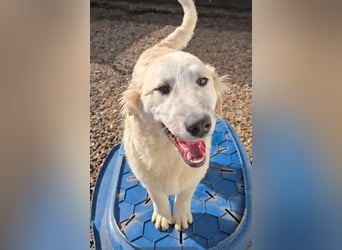 Tancredi: ein schlauer Wushel