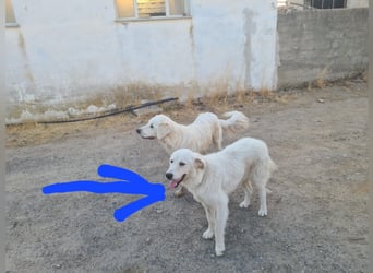 Girella: Schönheit und Reinrassigkeit nutzen ihr nichts