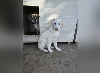 Clarissa: träumt von Streichelhänden