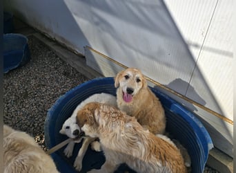 Tito: ein Wuschel zum Kuscheln