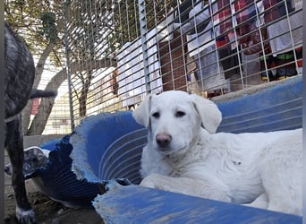 Clarissa: träumt von Streichelhänden