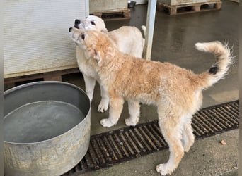 Tito: Traumhund ohne Wenn und Aber