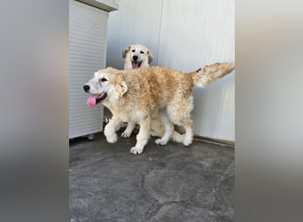 Tito: wie ein Sechser im Lotto