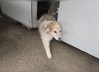 Tito: ein Wuschel zum Kuscheln