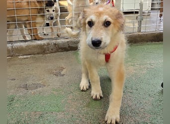 Tito: ein Wuschel zum Kuscheln