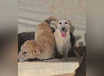 Tancredi: ein schlauer Wushel