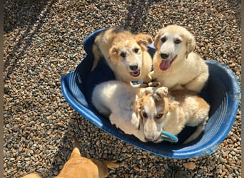 Tito: ein Wuschel zum Kuscheln