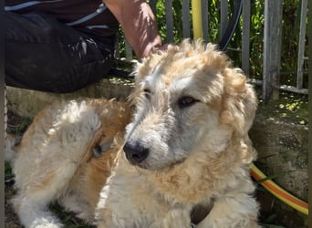 Tito: wie ein Sechser im Lotto