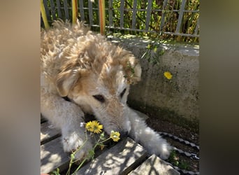 Tito: wie ein Sechser im Lotto