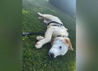 Tom: verliebt in alle Menschen