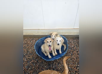 Tito: ein Wuschel zum Kuscheln