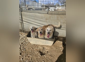 Tancredi: ein schlauer Wushel