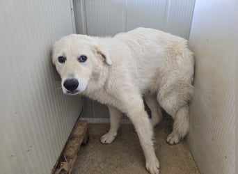 Girella: Schönheit und Reinrassigkeit nutzen ihr nichts