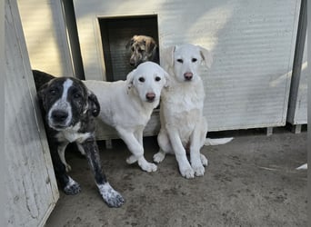 Clarissa: träumt von Streichelhänden