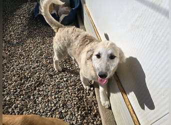 Tancredi: ein schlauer Wushel