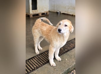 Tito: Traumhund ohne Wenn und Aber