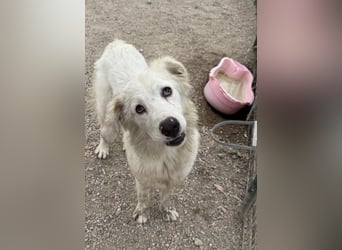 Otto: liebt Menschen über alles
