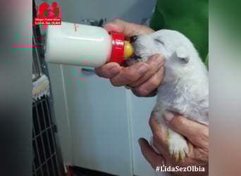 Clarissa: träumt von Streichelhänden