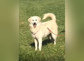 Luna sucht ein Zuhause