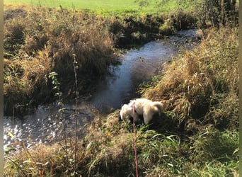 Luna sucht ein Zuhause