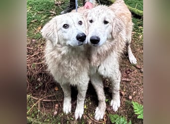 Luna sucht ein Zuhause