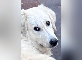 Luna sucht ein Zuhause