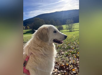 Luna sucht ein Zuhause