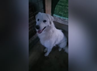 Sanfte Bella sucht geduldige Leute