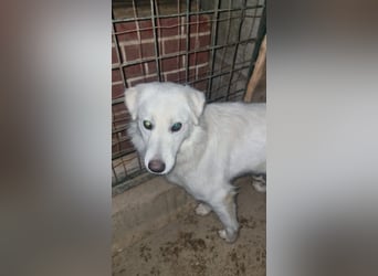 Sanfte Bella sucht geduldige Leute