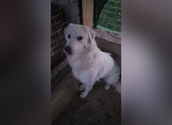 Sanfte Bella sucht geduldige Leute