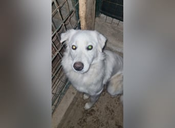 Sanfte Bella sucht geduldige Leute