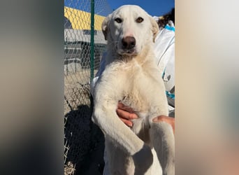 Raja - blonde Schönheit auf Couchsuche