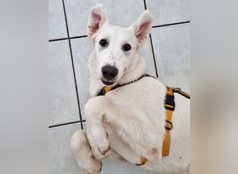 Seppiolino: aufgeweckter Junghund sucht Familie