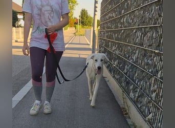 Seppiolino: will lernen, spielen, kuscheln