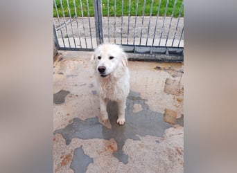 Gemma – ein wunderhübsches ‚Entlein‘