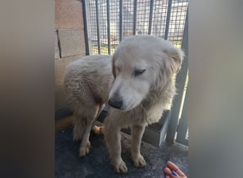 Gemma – ein wunderhübsches ‚Entlein‘