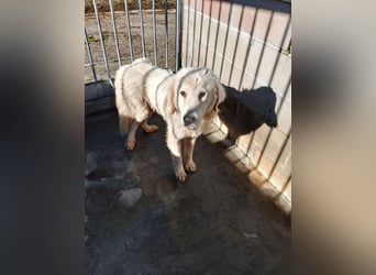 Gemma – ein wunderhübsches ‚Entlein‘