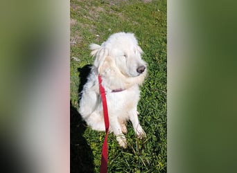 Gemma – ein wunderhübsches ‚Entlein‘