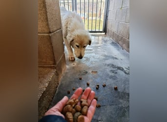 Gemma – ein wunderhübsches ‚Entlein‘