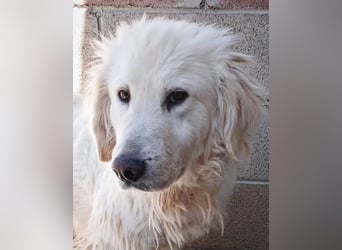 Gemma – ein wunderhübsches ‚Entlein‘