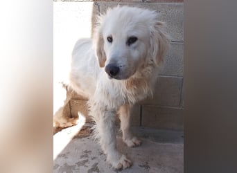 Gemma – ein wunderhübsches ‚Entlein‘