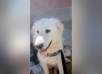 Gemma – ein wunderhübsches ‚Entlein‘