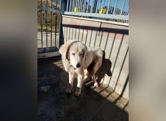 Gemma – ein wunderhübsches ‚Entlein‘