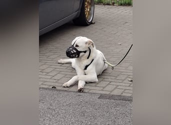Lucio: wo bist du, der mich liebt?