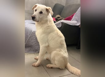 Lucio - wo bist du, der mich liebt?