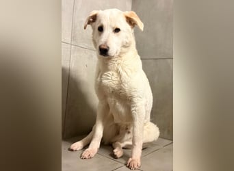 Lucio - wo bist du, der mich liebt?